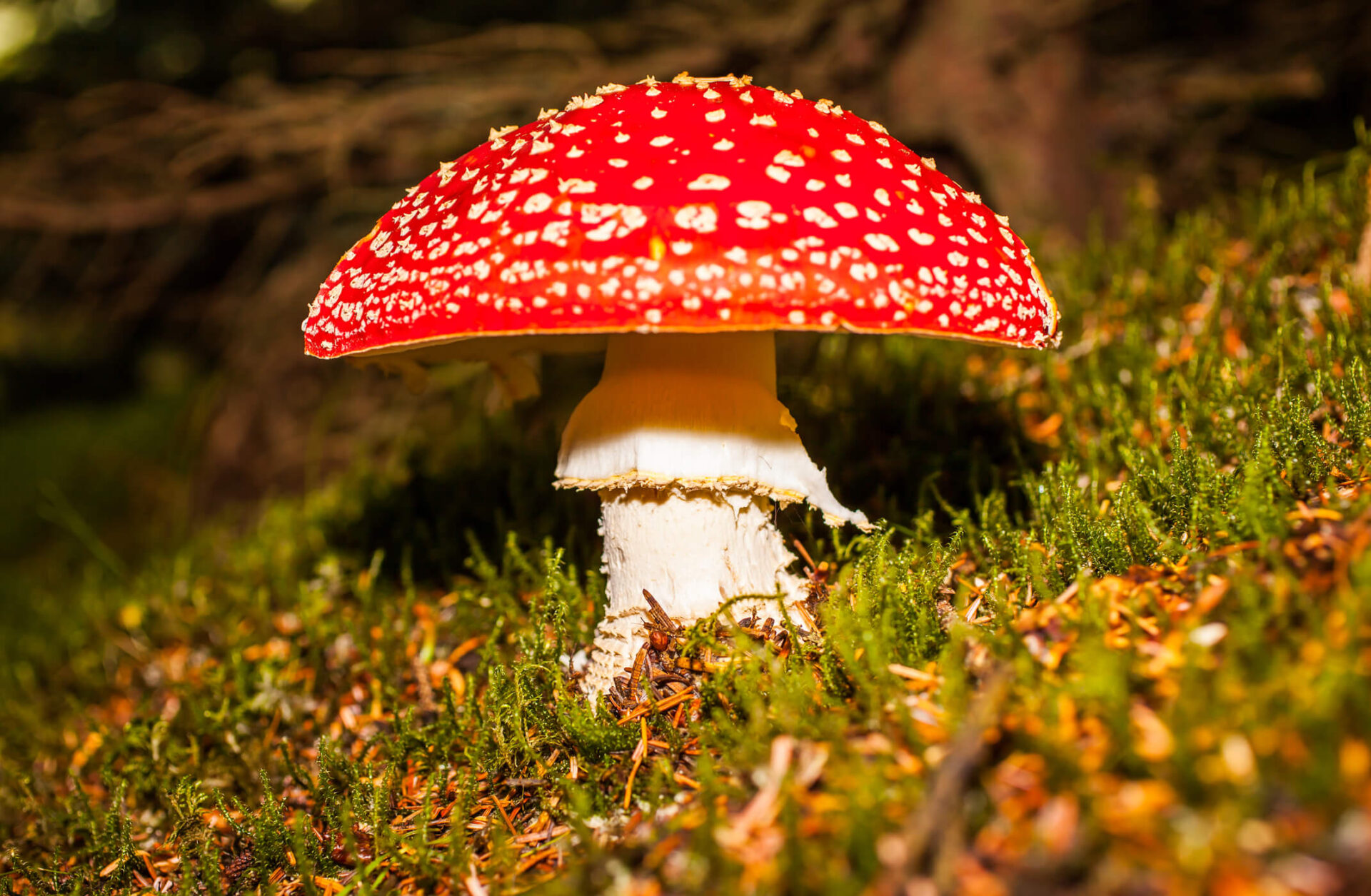amanita-muscaria-mushroom-gummies-1920x1255.jpg