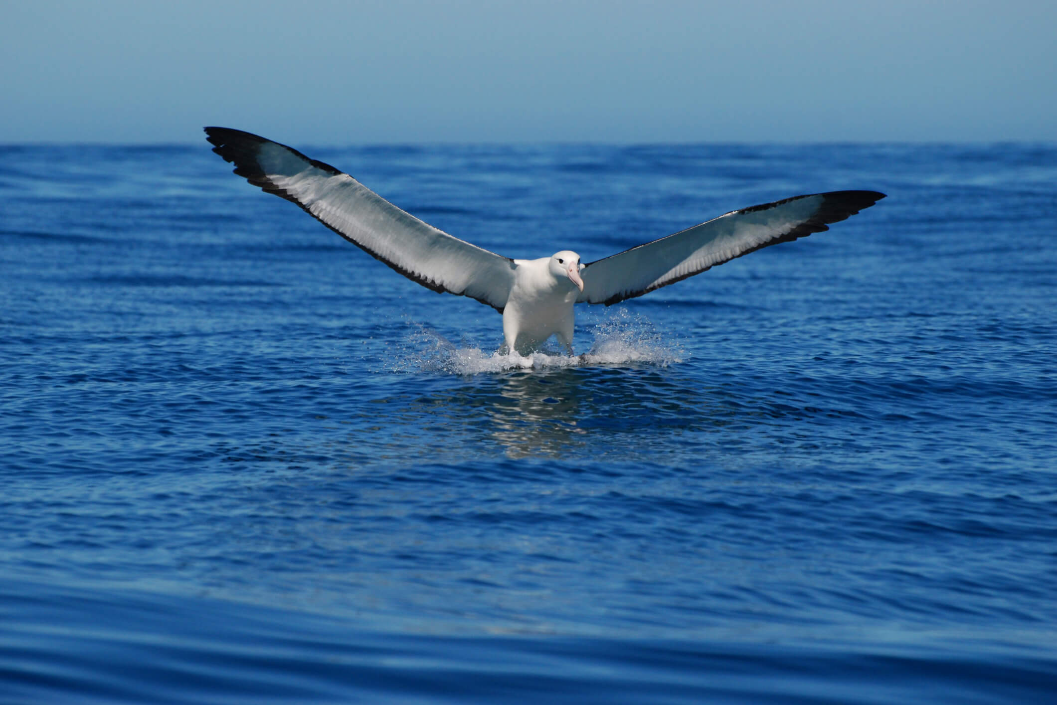 royal albatross largest flying sea bird